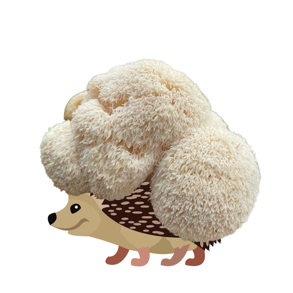 Sporecupine - Lion's Mane Mushroom Grow Kit - 6.5 LBS