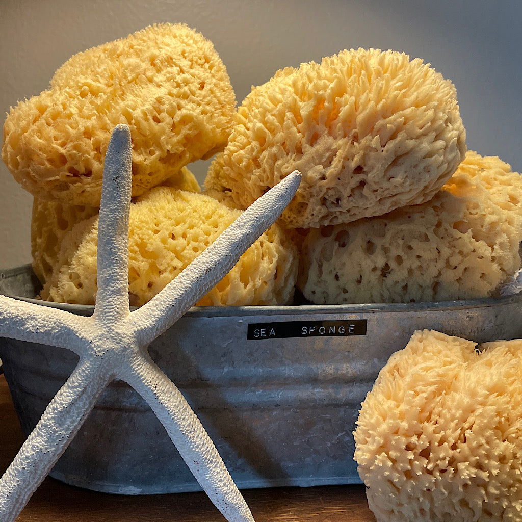 Natural Sea Sponge